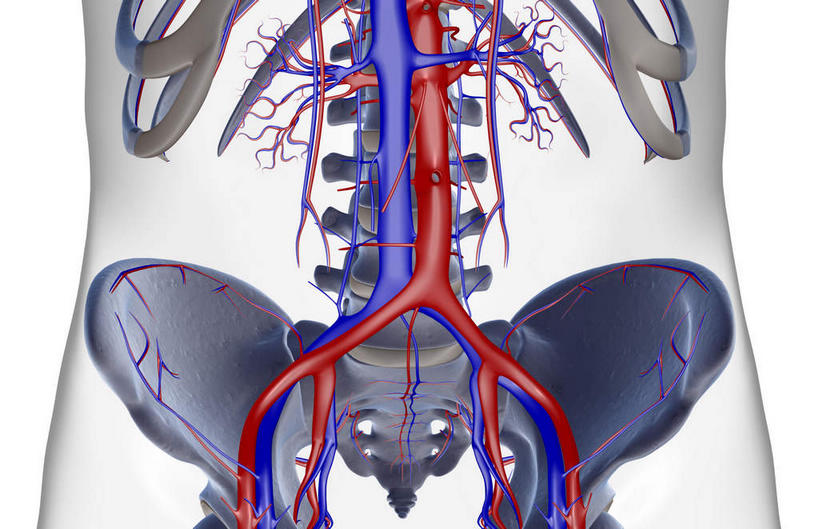 动脉,静脉,骨骼,脊椎,无人,横图,插画,x光片,室内,特写,白天,白色背景,正面,数码,科技,静物,阴影,辐射,科学,网络,医学,线条,骨头,高光,几何,计算机图形,合成,图画,画,模型,人体,轮廓,电脑合成图,数码合成图,骨架,医疗,生物学,科学技术,x射线,x光,漫画,生理学,写实,具体,具象,髋骨,椎骨,股动脉,股静脉,脊椎骨,髂动脉,髂静脉,髂内动脉,髂内静脉,髂外动脉,髂外静脉,坐骨,脊柱,半身,彩图,电磁波,电磁辐射
