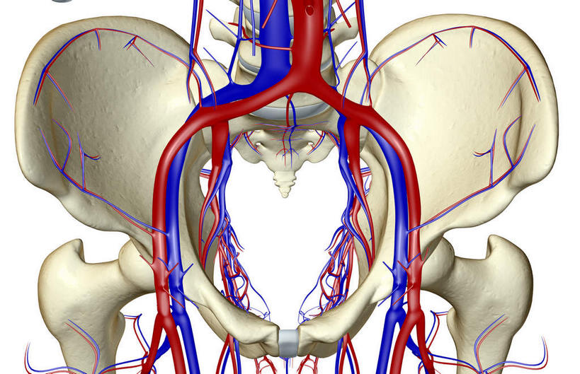 动脉,静脉,骨骼,无人,横图,插画,x光片,室内,特写,白天,白色背景,正面,数码,科技,静物,阴影,辐射,科学,网络,医学,骨头,高光,几何,计算机图形,合成,图画,画,模型,人体,电脑合成图,数码合成图,骨架,医疗,生物学,科学技术,x射线,x光,漫画,生理学,写实,具体,具象,股骨,髋骨,尾骨,股动脉,股静脉,髂动脉,髂静脉,髂内动脉,髂内静脉,髂外动脉,髂外静脉,彩图,电磁波,电磁辐射