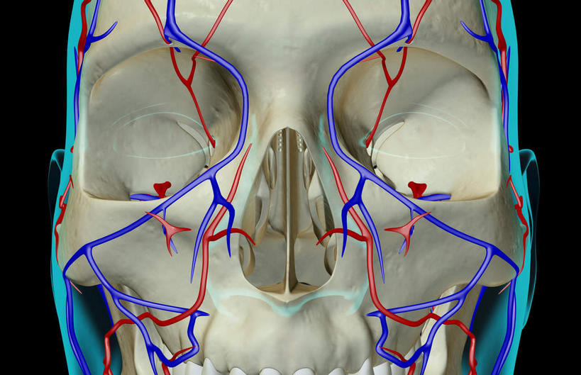 颅骨,动脉,静脉,骨骼,无人,横图,插画,x光片,室内,特写,白天,正面,数码,科技,静物,阴影,黑色背景,辐射,科学,网络,医学,头骨,线条,骨头,高光,几何,计算机图形,合成,图画,画,模型,人体,轮廓,电脑合成图,数码合成图,骨架,医疗,生物学,科学技术,x射线,x光,漫画,生理学,写实,具体,具象,面静脉,面颅骨,头盖骨,半身,彩图,电磁波,电磁辐射