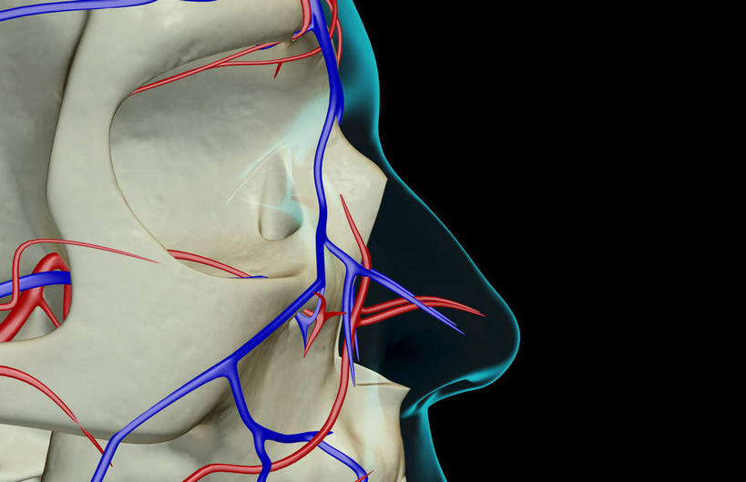 颅骨,动脉,静脉,骨骼,无人,横图,插画,x光片,室内,特写,白天,正面,数码,科技,静物,阴影,黑色背景,辐射,科学,网络,医学,头骨,线条,骨头,高光,几何,计算机图形,合成,图画,画,模型,人体,轮廓,电脑合成图,数码合成图,骨架,医疗,生物学,科学技术,x射线,x光,漫画,生理学,写实,具体,具象,颌骨,面静脉,头盖骨,半身,彩图,电磁波,电磁辐射