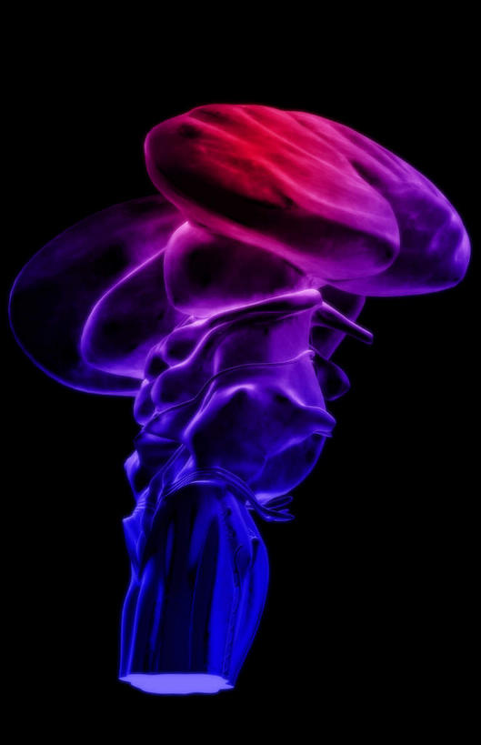 动脉,静脉,无人,竖图,插画,x光片,室内,白天,正面,数码,科技,静物,阴影,黑色背景,辐射,科学,网络,医学,高光,几何,计算机图形,合成,图画,画,模型,人体,电脑合成图,数码合成图,医疗,生物学,人体器官,科学技术,x射线,器官,x光,漫画,脑干,生理学,写实,具体,具象,间脑,丘脑,滑车神经,三叉神经,彩图,电磁波,电磁辐射