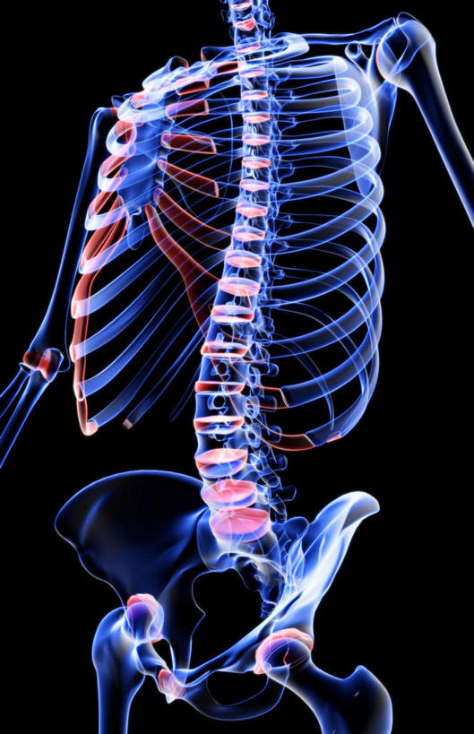 锁骨,肩胛骨,动脉,静脉,骨骼,肋骨,脊椎,骨盆,无人,竖图,插画,x光片,室内,特写,白天,正面,数码,科技,静物,阴影,黑色背景,辐射,科学,网络,医学,骨头,高光,几何,计算机图形,合成,图画,画,模型,人体,电脑合成图,数码合成图,骨架,医疗,生物学,科学技术,x射线,手骨,盆骨,x光,漫画,生理学,写实,具体,具象,肱骨,股骨,椎骨,脊椎骨,坐骨,脊柱,彩图,电磁波,电磁辐射