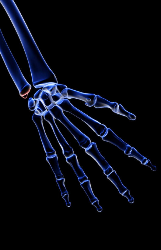 动脉,静脉,骨骼,无人,竖图,插画,x光片,室内,特写,白天,正面,数码,科技,静物,阴影,黑色背景,辐射,科学,网络,医学,骨头,高光,几何,计算机图形,合成,图画,画,模型,人体,电脑合成图,数码合成图,骨架,医疗,生物学,科学技术,x射线,x光,漫画,生理学,写实,具体,具象,桡骨,指骨,手舟骨,彩图,电磁波,电磁辐射