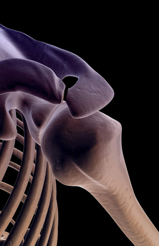 肩关节,肩胛骨,动脉,静脉,骨骼,肋骨,无人,竖图,插画,x光片,室内,特写,白天,正面,数码,科技,静物,阴影,黑色背景,辐射,科学,网络,医学,骨头,高光,几何,计算机图形,合成,图画,画,模型,人体,电脑合成图,数码合成图,骨架,医疗,生物学,科学技术,x射线,x光,漫画,生理学,写实,具体,具象,肱骨,彩图,电磁波,电磁辐射