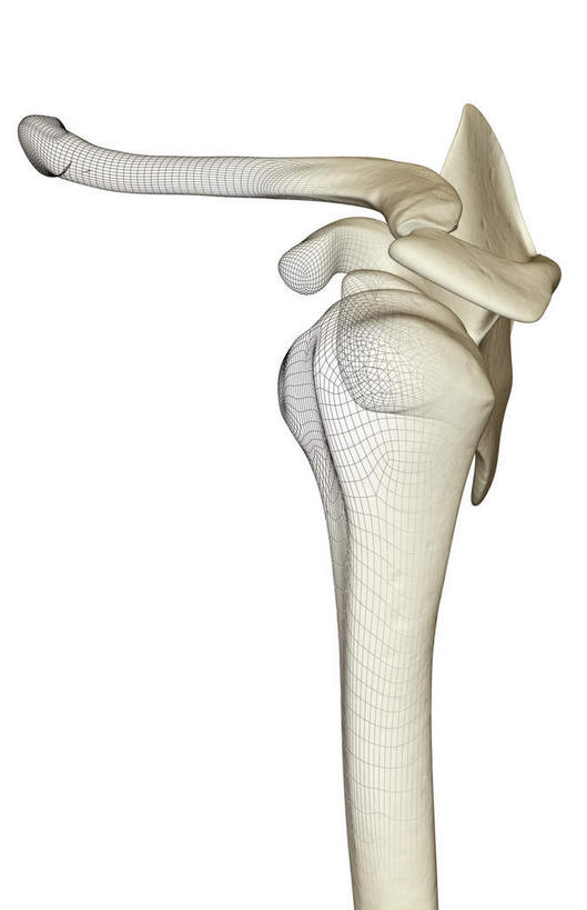 锁骨,肩关节,肩胛骨,动脉,静脉,骨骼,无人,竖图,插画,x光片,室内,特写,白天,白色背景,正面,数码,科技,静物,阴影,辐射,科学,网络,医学,骨头,高光,几何,计算机图形,合成,图画,画,模型,人体,电脑合成图,数码合成图,骨架,医疗,生物学,科学技术,x射线,x光,漫画,生理学,写实,具体,具象,彩图,电磁波,电磁辐射