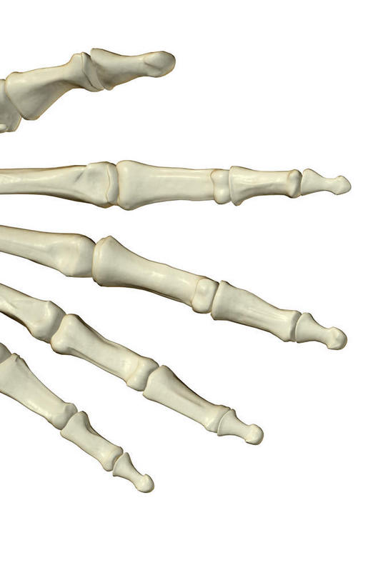 动脉,静脉,骨骼,无人,竖图,插画,x光片,室内,特写,白天,白色背景,正面,数码,科技,静物,阴影,辐射,科学,网络,医学,英文,标志,文字,字符,字母,骨头,高光,几何,计算机图形,合成,图画,标识,画,模型,解说,人体,说明,英文字母,电脑合成图,数码合成图,骨架,医疗,生物学,科学技术,x射线,手骨,x光,漫画,生理学,写实,具体,具象,指骨,阐明,申明,注解,注明,彩图,电磁波,电磁辐射