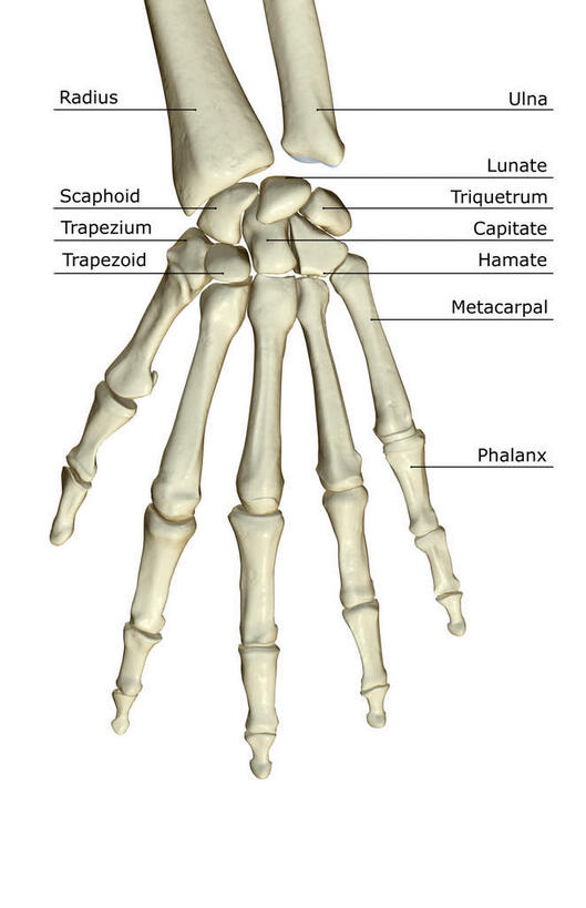 动脉,静脉,骨骼,无人,竖图,插画,x光片,室内,特写,白天,白色背景,正面,数码,科技,静物,阴影,辐射,科学,网络,医学,英文,标志,文字,字符,字母,骨头,高光,几何,计算机图形,合成,图画,标识,画,模型,解说,人体,说明,英文字母,电脑合成图,数码合成图,骨架,医疗,生物学,科学技术,x射线,手骨,x光,漫画,生理学,写实,具体,具象,胫骨,指骨,阐明,申明,注解,注明,彩图,电磁波,电磁辐射