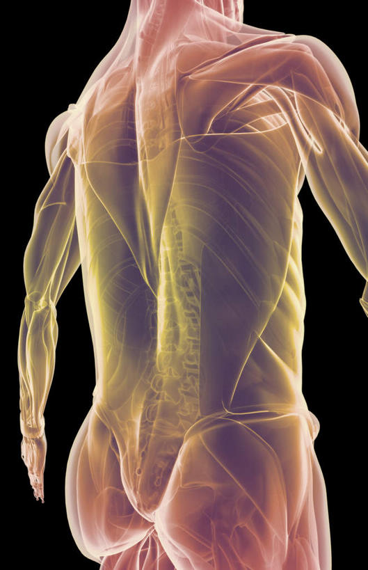 动脉,静脉,骨骼,肌肉,健壮,无人,竖图,插画,室内,特写,白天,正面,数码,科技,静物,阴影,黑色背景,网络,医学,骨头,高光,几何,计算机图形,合成,图画,画,模型,健康,活力,力量,人体,青春,电脑合成图,数码合成图,骨架,生物学,强壮,漫画,生理学,写实,具体,具象,背阔肌,彩图