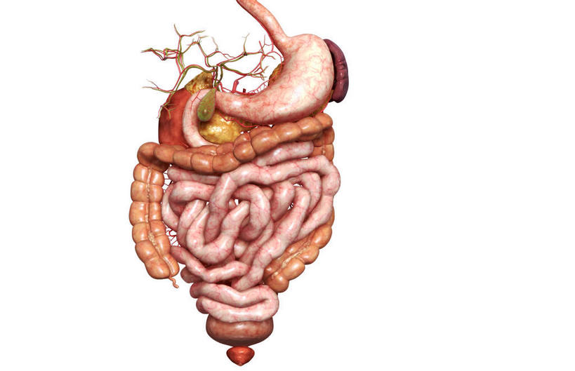 内脏,胰腺,脾,肠,动脉,静脉,胆囊,十二指肠,无人,横图,插画,室内,白天,白色背景,正面,数码,科技,静物,阴影,网络,医学,高光,几何,计算机图形,合成,图画,画,模型,人体,电脑合成图,数码合成图,生物学,人体器官,器官,漫画,生理学,写实,具体,具象,横结肠,回肠,降结肠,空肠,升结肠,乙状结肠,大肠,盲肠,小肠,直肠,彩图