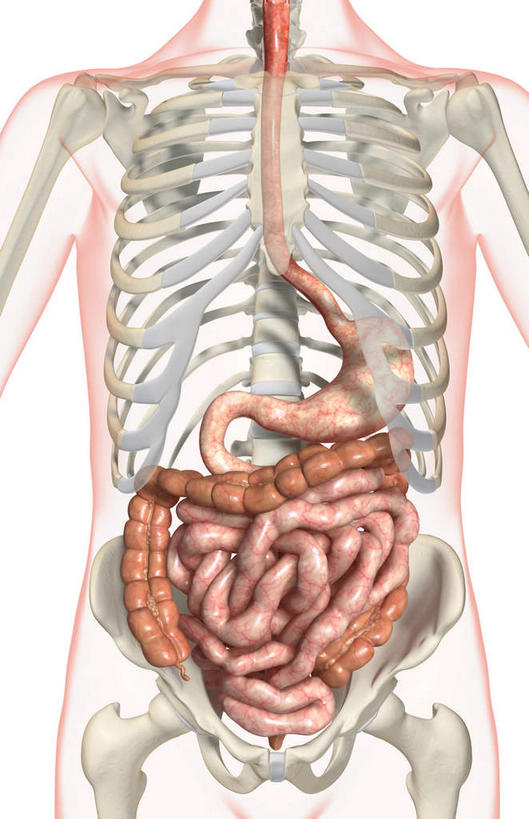 肩胛骨,内脏,肠,动脉,静脉,骨骼,肋骨,骨盆,十二指肠,无人,竖图,插画,室内,白天,白色背景,正面,数码,科技,静物,阴影,网络,医学,骨头,高光,几何,计算机图形,合成,图画,画,模型,人体,电脑合成图,数码合成图,骨架,生物学,人体器官,器官,漫画,生理学,写实,具体,具象,消化道,大肠,盲肠,小肠,直肠,彩图