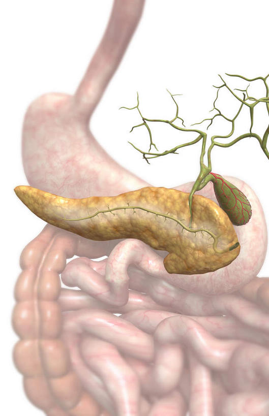 内脏,胰腺,肠,动脉,静脉,胆囊,十二指肠,无人,竖图,插画,室内,白天,白色背景,正面,数码,科技,静物,阴影,网络,医学,高光,几何,计算机图形,合成,图画,画,模型,人体,电脑合成图,数码合成图,生物学,人体器官,器官,漫画,生理学,写实,具体,具象,胆总管,回肠,结肠癌,空肠,消化道,胰管,大肠,盲肠,小肠,直肠,彩图