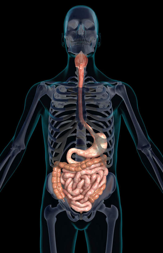 内脏,脾,肠,动脉,静脉,十二指肠,无人,竖图,插画,x光片,室内,白天,正面,数码,科技,静物,阴影,黑色背景,辐射,科学,网络,医学,线条,高光,几何,计算机图形,合成,图画,画,模型,人体,轮廓,电脑合成图,数码合成图,医疗,生物学,人体器官,科学技术,x射线,器官,x光,漫画,泌尿系统,输尿管,生理学,写实,具体,具象,肾上腺,降结肠,空肠,升结肠,乙状结肠,大肠,盲肠,小肠,直肠,彩图,电磁波,电磁辐射