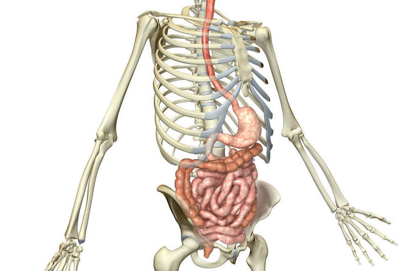 内脏,肠,动脉,静脉,骨骼,肋骨,骨盆,十二指肠,无人,横图,插画,室内,白天,白色背景,正面,数码,科技,静物,阴影,网络,医学,骨头,高光,几何,计算机图形,合成,图画,画,模型,人体,电脑合成图,数码合成图,骨架,生物学,人体器官,器官,漫画,生理学,写实,具体,具象,肱骨,桡骨,横结肠,回肠,空肠,升结肠,乙状结肠,大肠,盲肠,小肠,直肠,彩图,消化系统