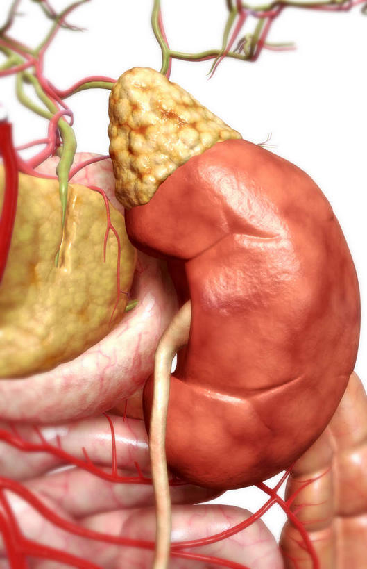 内脏,肠,动脉,静脉,十二指肠,无人,竖图,插画,室内,白天,白色背景,正面,数码,科技,静物,阴影,网络,医学,高光,几何,计算机图形,合成,图画,画,模型,人体,电脑合成图,数码合成图,生物学,人体器官,器官,漫画,泌尿系统,输尿管,生理学,写实,具体,具象,肾上腺,结肠癌,空肠,大肠,盲肠,小肠,直肠,彩图