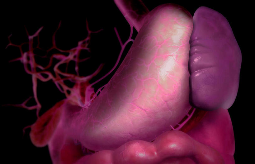 内脏,脾,肠,动脉,静脉,十二指肠,无人,横图,插画,室内,白天,正面,数码,科技,静物,阴影,黑色背景,网络,医学,高光,几何,计算机图形,合成,图画,画,模型,人体,电脑合成图,数码合成图,生物学,人体器官,器官,漫画,生理学,写实,具体,具象,胆,胆总管,横结肠,大肠,盲肠,小肠,直肠,彩图,消化系统