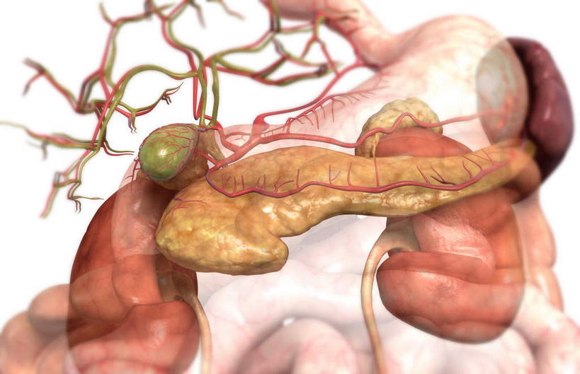 内脏,胰腺,脾,肠,动脉,静脉,胆囊,十二指肠,无人,横图,插画,室内,白天,白色背景,正面,数码,科技,静物,阴影,网络,医学,高光,几何,计算机图形,合成,图画,画,模型,人体,电脑合成图,数码合成图,生物学,人体器官,器官,漫画,泌尿系统,生理学,写实,具体,具象,肾上腺,胆囊动脉,胆总管,横结肠,降结肠,空肠,升结肠,乙状结肠,大肠,盲肠,小肠,直肠,彩图