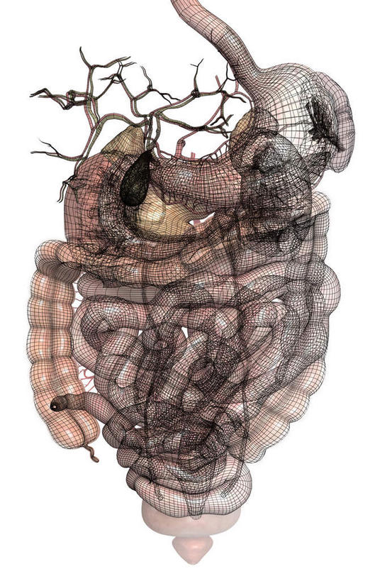 内脏,胰腺,脾,肠,动脉,静脉,十二指肠,无人,竖图,插画,室内,白天,白色背景,正面,数码,科技,静物,阴影,网络,医学,高光,几何,计算机图形,合成,图画,画,模型,人体,电脑合成图,数码合成图,生物学,人体器官,器官,漫画,输尿管,生理学,写实,具体,具象,肾上腺,胆,胆囊动脉,胆总管,横结肠,大肠,盲肠,小肠,直肠,彩图