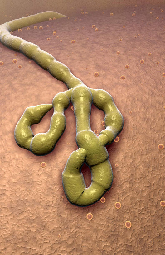 无人,竖图,俯视,插画,室内,特写,白天,白色背景,数码,科技,静物,一条,阴影,网络,医学,细胞,高光,几何,计算机图形,合成,图画,画,绿色,电脑合成图,数码合成图,病毒,生物学,漫画,生理学,写实,具体,具象,病毒性出血热,生物病毒,伊波拉病毒,埃博拉病毒,埃博拉出血热,彩图,高角度拍摄