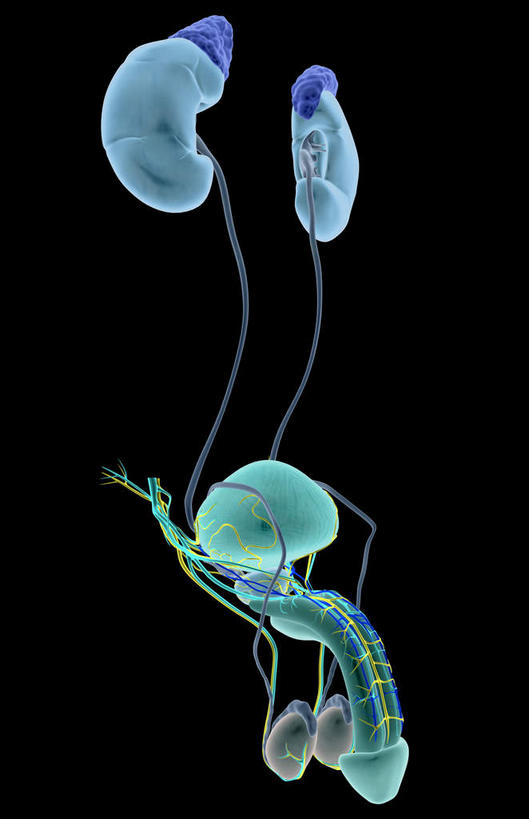 内脏,肾脏,动脉,静脉,膀胱,阴茎,无人,竖图,插画,室内,白天,正面,数码,科技,静物,阴影,黑色背景,网络,医学,高光,几何,计算机图形,合成,图画,画,模型,人体,电脑合成图,数码合成图,生物学,人体器官,器官,漫画,泌尿系统,输尿管,生理学,写实,具体,具象,肾上腺,肾,彩图,生殖器官