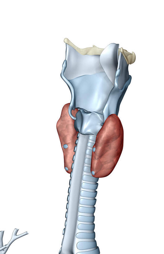 骨骼,无人,竖图,插画,室内,白天,白色背景,正面,数码,科技,阴影,网络,骨头,高光,几何,计算机图形,合成,图画,画,模型,电脑合成图,数码合成图,骨架,漫画,写实,具体,具象,喉,甲状腺,环状软骨,甲状软骨,舌骨,气管软骨,彩图