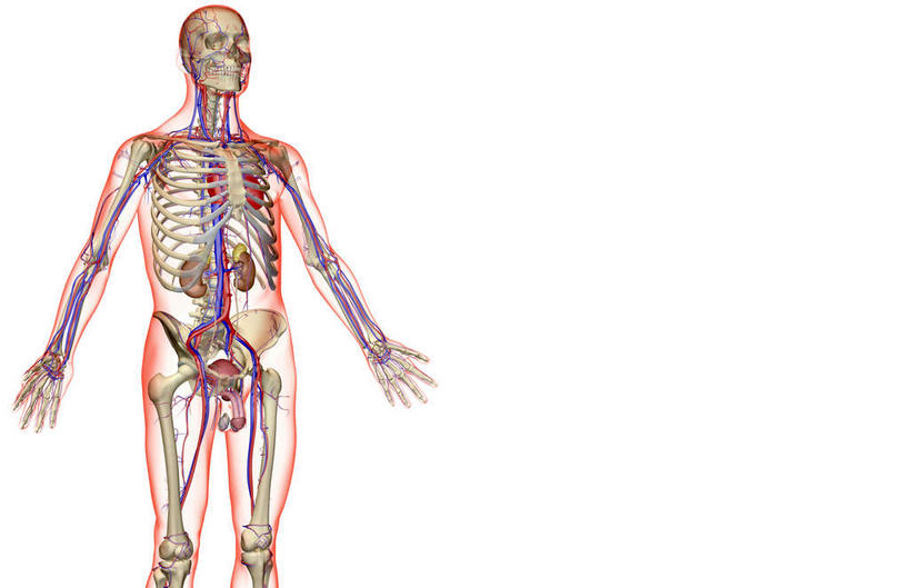 内脏,肾脏,动脉,静脉,血管,无人,横图,插画,室内,白天,白色背景,正面,数码,科技,静物,阴影,网络,医学,线条,高光,几何,计算机图形,合成,图画,画,模型,人体,轮廓,电脑合成图,数码合成图,生物学,人体器官,器官,漫画,泌尿系统,生理学,写实,具体,具象,髂动脉,髂静脉,髂外动脉,髂外静脉,下腔静脉,降主动脉,肾,半身,彩图