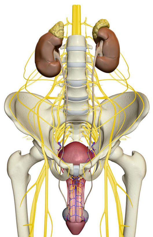 内脏,肾脏,动脉,静脉,骨骼,骨盆,膀胱,阴茎,无人,竖图,插画,室内,白天,白色背景,正面,数码,科技,静物,阴影,网络,医学,骨头,高光,几何,计算机图形,合成,图画,画,模型,人体,电脑合成图,数码合成图,骨架,生物学,人体器官,器官,盆骨,漫画,泌尿系统,输尿管,生理学,写实,具体,具象,股骨,肾上腺,肾,彩图