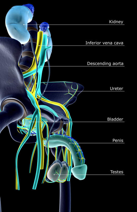 内脏,肾脏,动脉,静脉,骨骼,骨盆,膀胱,阴茎,无人,竖图,插画,室内,白天,正面,数码,科技,静物,阴影,黑色背景,网络,医学,英文,标志,文字,字符,字母,骨头,高光,几何,计算机图形,合成,图画,标识,画,模型,人体,英文字母,电脑合成图,数码合成图,骨架,生物学,人体器官,器官,盆骨,漫画,泌尿系统,输尿管,生理学,写实,具体,具象,股骨,肾上腺,肾,彩图