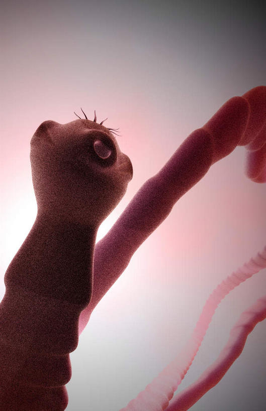 无人,竖图,插画,室内,白天,白色背景,正面,数码,科技,静物,一条,阴影,微小,网络,细菌,医学,高光,几何,计算机图形,合成,图画,画,动物,人体,电脑合成图,数码合成图,生物学,漫画,病菌,生理学,写实,具体,具象,传染,寄生,寄生虫,绦虫,彩图,微弱