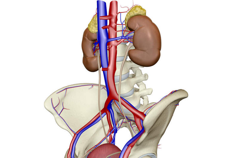 内脏,肾脏,动脉,静脉,脊椎,骨盆,血管,无人,横图,插画,室内,白天,白色背景,正面,数码,科技,静物,阴影,网络,医学,高光,几何,计算机图形,合成,图画,画,模型,人体,电脑合成图,数码合成图,生物学,人体器官,器官,盆骨,漫画,输尿管,生理学,写实,具体,具象,肾上腺,脊椎骨,肾动脉,肾静脉,下腔静脉,降主动脉,脊柱,肾,彩图