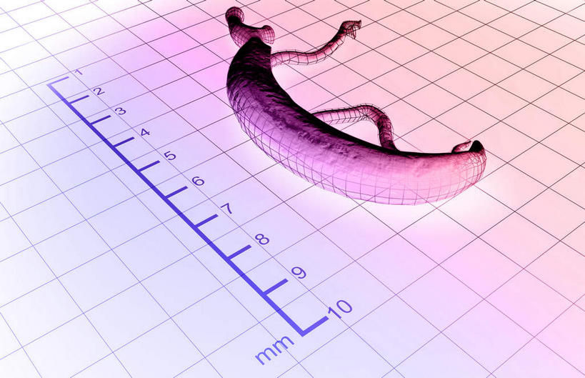 无人,横图,俯视,插画,室内,特写,白天,数码,科技,静物,一条,阴影,微小,网络,细菌,测量,刻度,高光,几何,计算机图形,合成,图画,画,动物,尺,测量工具,电脑合成图,数码合成图,尺子,衡量,漫画,比例,病菌,写实,具体,具象,量具,量仪,标度,传染,寄生,寄生虫,血吸虫,裂体吸虫,扁形动物,彩图,高角度拍摄,微弱