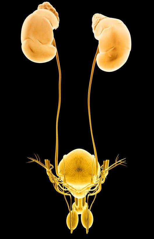肾脏,膀胱,睾丸,阴囊,无人,竖图,插画,室内,白天,正面,数码,科技,静物,阴影,黑色背景,网络,医学,高光,几何,计算机图形,合成,图画,画,人体,电脑合成图,数码合成图,生物学,漫画,泌尿系统,前列腺,输尿管,生理学,写实,具体,具象,男性生殖器官,精囊,肾,彩图,生殖器官