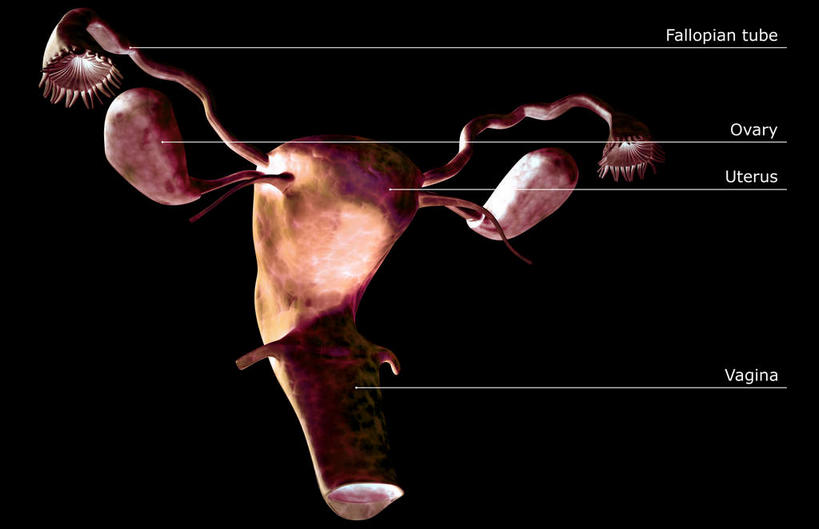 卵巢,子宫,阴道,无人,横图,插画,室内,白天,正面,数码,科技,静物,阴影,黑色背景,网络,医学,英文,标志,文字,字符,字母,高光,几何,计算机图形,合成,图画,标识,画,解说,人体,说明,英文字母,电脑合成图,数码合成图,生物学,漫画,输卵管,生理学,写实,具体,具象,生殖,子宫颈,阐明,申明,注解,注明,女性生殖器官,彩图,子宫颈癌