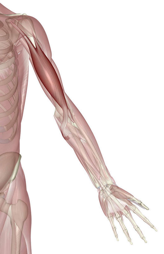 肌肉,健壮,无人,竖图,插画,室内,白天,白色背景,正面,数码,科技,静物,阴影,网络,医学,高光,几何,计算机图形,合成,图画,画,健康,活力,力量,人体,青春,电脑合成图,数码合成图,生物学,强壮,漫画,生理学,写实,具体,具象,二头肌,半身,彩图