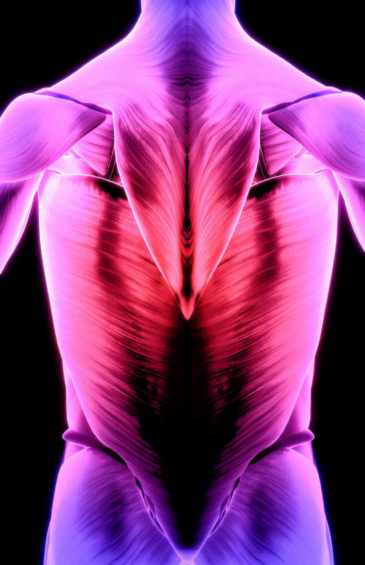 肌肉,健壮,无人,竖图,插画,室内,白天,正面,数码,科技,静物,阴影,黑色背景,网络,医学,高光,几何,计算机图形,合成,图画,画,健康,活力,力量,人体,青春,电脑合成图,数码合成图,生物学,强壮,漫画,生理学,写实,具体,具象,背阔肌,梯形骨,半身,彩图