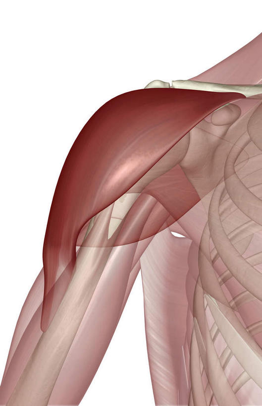 肌肉,健壮,无人,竖图,插画,室内,白天,白色背景,正面,数码,科技,静物,阴影,网络,医学,高光,几何,计算机图形,合成,图画,画,健康,活力,力量,人体,青春,电脑合成图,数码合成图,生物学,强壮,漫画,生理学,写实,具体,具象,三角肌,半身,彩图