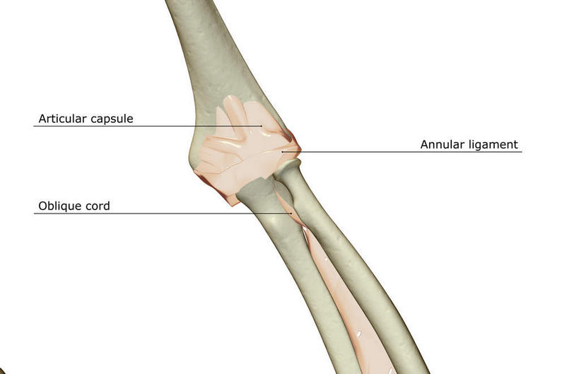 内脏,动脉,静脉,无人,横图,插画,室内,白天,白色背景,正面,数码,科技,静物,阴影,网络,医学,英文,标志,文字,字符,字母,高光,几何,计算机图形,合成,图画,标识,画,模型,人体,英文字母,电脑合成图,数码合成图,生物学,人体器官,器官,韧带,漫画,生理学,写实,具体,具象,尺骨,腓骨,股骨,桡骨,环状韧带,关节囊,彩图