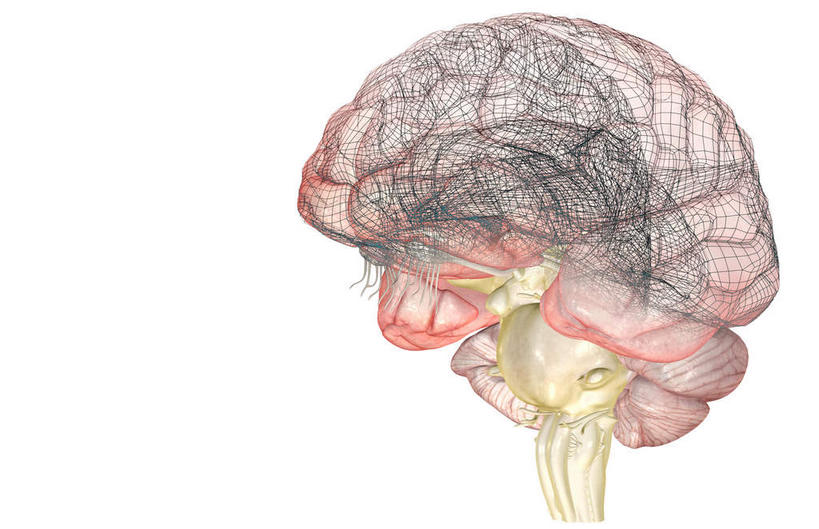 内脏,动脉,静脉,无人,横图,插画,室内,白天,白色背景,正面,数码,科技,静物,大脑,阴影,网络,医学,高光,几何,计算机图形,合成,图画,画,模型,人体,电脑合成图,数码合成图,生物学,人体器官,器官,沟壑,漫画,小脑,脑干,生理学,写实,具体,具象,大脑皮层,端脑,沟,灰质,回,间脑,脑桥,延髓,颅神经,视束,彩图