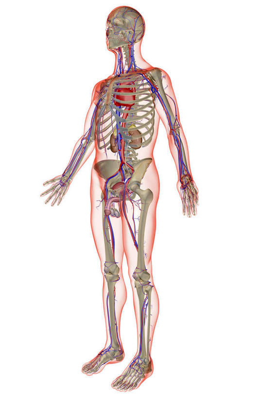 内脏,心脏,动脉,静脉,血管,无人,竖图,插画,室内,白天,白色背景,正面,数码,科技,静物,阴影,网络,医学,线条,高光,几何,计算机图形,合成,图画,画,模型,人体,轮廓,电脑合成图,数码合成图,生物学,人体器官,器官,漫画,心血管,心房,心室,生理学,写实,具体,具象,髂动脉,髂静脉,下腔静脉,降主动脉,心,彩图,全身