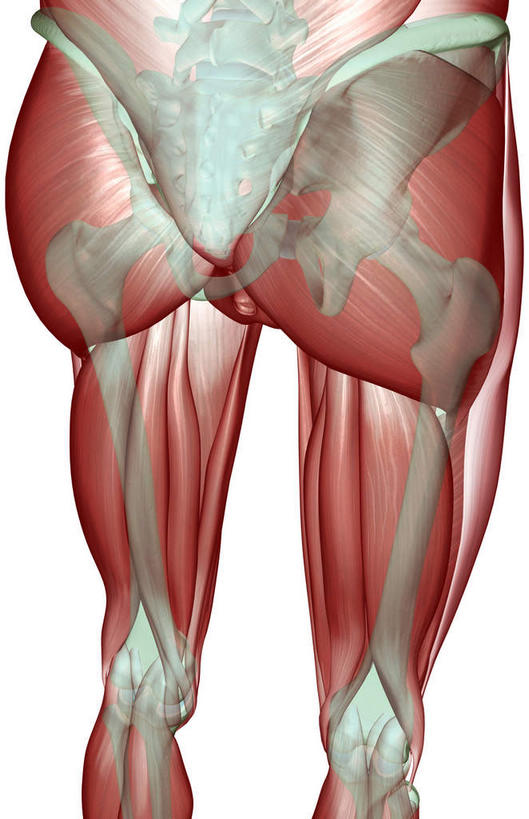 骨骼,肌肉,健壮,无人,竖图,插画,室内,白天,白色背景,正面,数码,科技,静物,阴影,网络,医学,骨头,高光,几何,计算机图形,合成,图画,画,健康,活力,力量,人体,青春,电脑合成图,数码合成图,骨架,生物学,强壮,腿骨,盆骨,漫画,生理学,写实,具体,具象,股骨,胫骨,髋骨,半腱肌,股二头肌,大收肌,半身,彩图