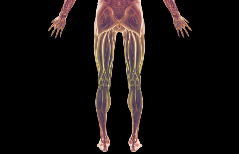 肌肉,健壮,无人,横图,插画,室内,白天,正面,数码,科技,静物,阴影,黑色背景,网络,医学,线条,高光,几何,计算机图形,合成,图画,画,健康,活力,力量,人体,轮廓,青春,电脑合成图,数码合成图,生物学,强壮,漫画,生理学,写实,具体,具象,半腱肌,腓肠肌,股二头肌,半身,彩图