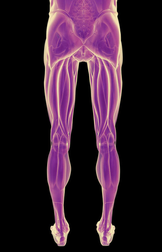 肌肉,健壮,无人,竖图,插画,室内,白天,正面,数码,科技,静物,阴影,黑色背景,网络,医学,线条,高光,几何,计算机图形,合成,图画,画,健康,活力,力量,人体,轮廓,青春,电脑合成图,数码合成图,生物学,强壮,漫画,生理学,写实,具体,具象,股二头肌,半身,彩图