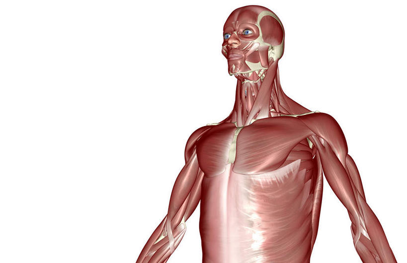 肌肉,健壮,无人,横图,插画,室内,白天,白色背景,正面,数码,科技,静物,阴影,网络,医学,高光,几何,计算机图形,合成,图画,画,健康,活力,力量,人体,青春,电脑合成图,数码合成图,生物学,强壮,胸肌,漫画,生理学,写实,具体,具象,前锯肌,腹外斜肌,半身,彩图