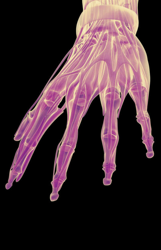 肌肉,健壮,无人,横图,插画,室内,白天,正面,数码,科技,静物,阴影,黑色背景,网络,医学,线条,高光,几何,计算机图形,合成,图画,画,健康,活力,力量,人体,轮廓,青春,电脑合成图,数码合成图,生物学,强壮,漫画,生理学,写实,具体,具象,趾长伸肌,半身,彩图