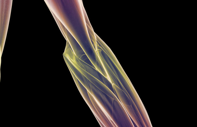 肌肉,健壮,无人,横图,插画,室内,白天,正面,数码,科技,静物,阴影,黑色背景,网络,医学,线条,高光,几何,计算机图形,合成,图画,画,健康,活力,力量,人体,轮廓,青春,电脑合成图,数码合成图,生物学,强壮,漫画,生理学,写实,具体,具象,旋前圆肌,半身,彩图