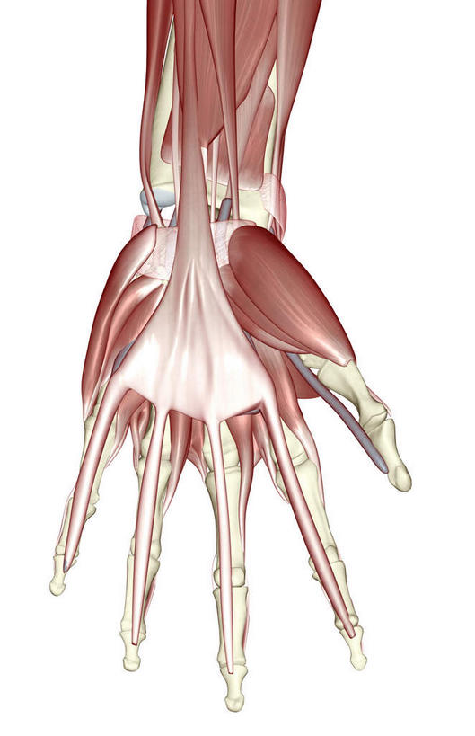 肌肉,健壮,无人,竖图,插画,室内,白天,白色背景,正面,数码,科技,静物,阴影,网络,医学,高光,几何,计算机图形,合成,图画,画,健康,活力,力量,人体,青春,电脑合成图,数码合成图,生物学,强壮,漫画,生理学,写实,具体,具象,拇内收肌,外展拇指肌,小指展肌,半身,彩图