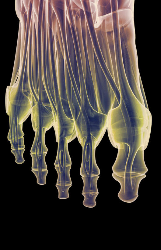 肌肉,健壮,无人,竖图,插画,室内,白天,正面,数码,科技,静物,阴影,黑色背景,网络,医学,高光,几何,计算机图形,合成,图画,画,健康,活力,力量,人体,青春,电脑合成图,数码合成图,生物学,强壮,漫画,生理学,写实,具体,具象,趾骨,跟骨,足骨,半身,彩图