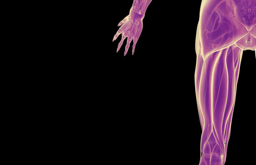 腿部,肌肉,腿,健壮,无人,横图,插画,室内,白天,正面,数码,科技,静物,大腿,阴影,黑色背景,网络,医学,高光,几何,计算机图形,合成,图画,画,健康,活力,力量,人体,青春,电脑合成图,数码合成图,生物学,强壮,漫画,生理学,写实,具体,具象,半腱肌,股二头肌,半身,彩图