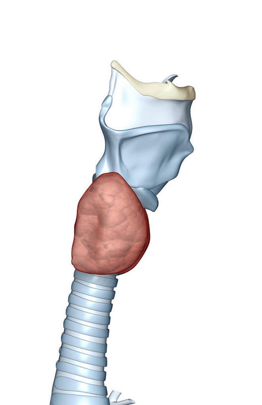 无人,竖图,插画,室内,白天,白色背景,正面,数码,科技,静物,阴影,网络,医学,高光,几何,计算机图形,合成,图画,画,人体,电脑合成图,数码合成图,生物学,器官,漫画,生理学,写实,具体,具象,喉,环状软骨,甲状软骨,舌骨,气管软骨,彩图