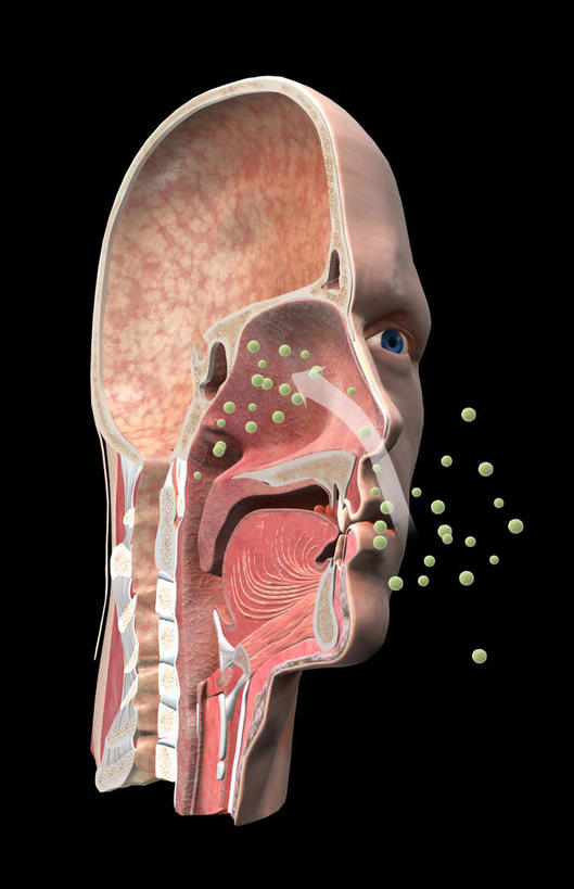 脸,头,鼻子,脸颊,无人,竖图,插画,室内,白天,正面,数码,科技,静物,阴影,黑色背景,网络,医学,高光,几何,计算机图形,合成,图画,画,人体,电脑合成图,数码合成图,生物学,漫画,花粉,过敏,鼻腔,生理学,写实,具体,具象,过敏反应,花粉症,过敏症,头部,鼻,鼻孔,脸部,脸蛋,面部,彩图