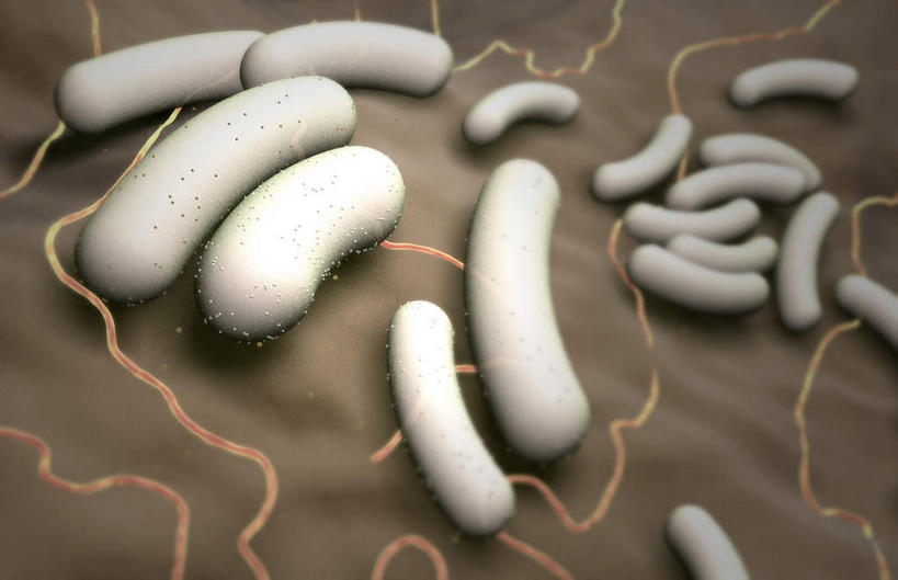 无人,横图,插画,室内,白天,正面,数码,分子,科技,微生物,静物,阴影,网络,医学,高光,几何,计算机图形,合成,图画,画,生物,人体,电脑合成图,数码合成图,医疗,病毒,生物学,漫画,生理学,写实,具体,具象,寄生,生命体,大肠杆菌,枯草杆菌,肠道细菌感染,肠杆菌,彩图,杆状体